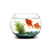 Ակվարիում փոքր